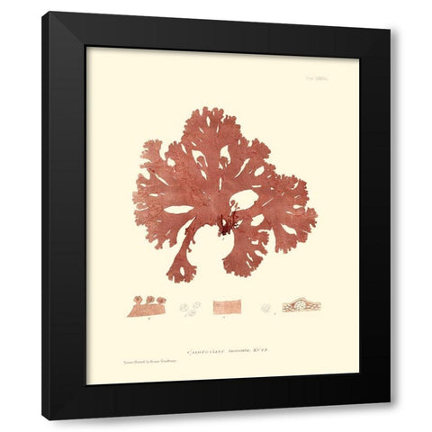 Nature Print in Coral I Black Modern Wood Framed Art Print with Double Matting by Vision Studio
