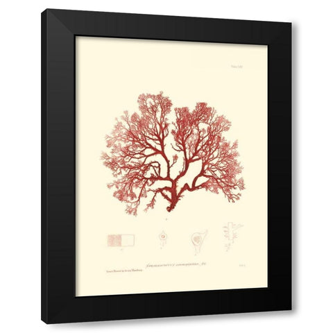 Nature Print in Coral II Black Modern Wood Framed Art Print by Vision Studio