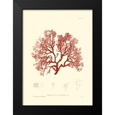 Nature Print in Coral II Black Modern Wood Framed Art Print by Vision Studio