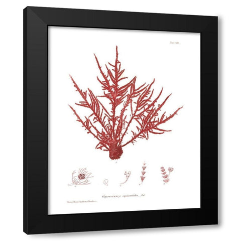 Nature Print in Coral III Black Modern Wood Framed Art Print by Vision Studio