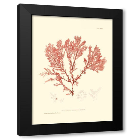 Nature Print in Coral IV Black Modern Wood Framed Art Print with Double Matting by Vision Studio
