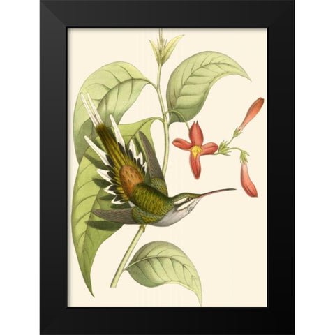 Delicate Hummingbird I Black Modern Wood Framed Art Print by Vision Studio