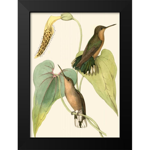 Delicate Hummingbird II Black Modern Wood Framed Art Print by Vision Studio