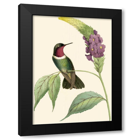 Delicate Hummingbird IV Black Modern Wood Framed Art Print with Double Matting by Vision Studio