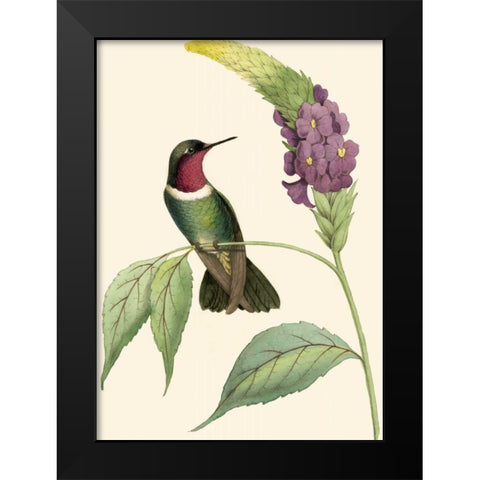 Delicate Hummingbird IV Black Modern Wood Framed Art Print by Vision Studio