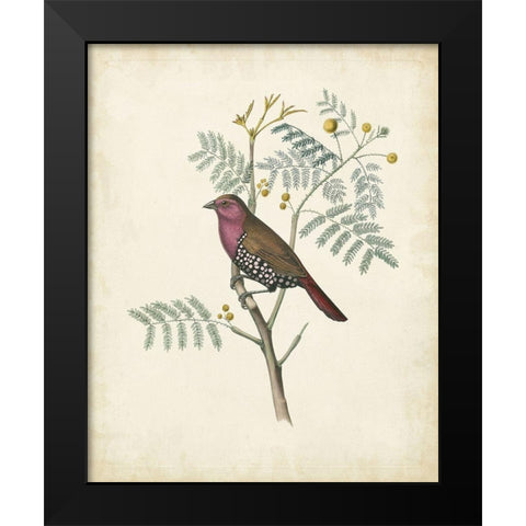 Delicate Birds II Black Modern Wood Framed Art Print by Unknown