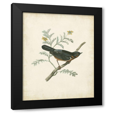 Delicate Birds III Black Modern Wood Framed Art Print with Double Matting by Unknown