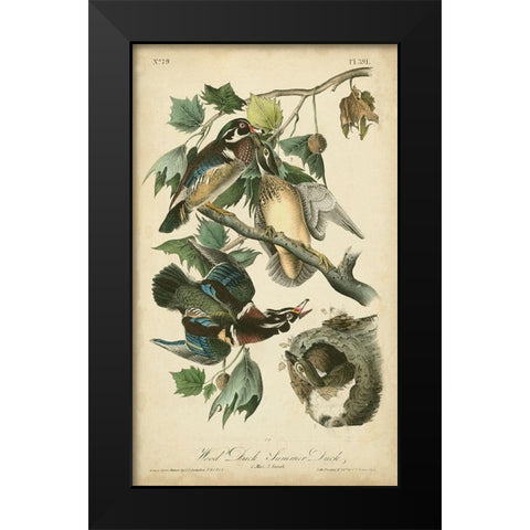 Audubon Wood Duck Black Modern Wood Framed Art Print by Audubon, John James