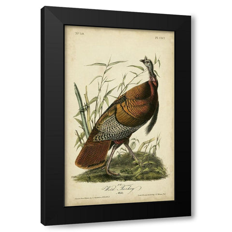 Audubon Wild Turkey Black Modern Wood Framed Art Print with Double Matting by Audubon, John James