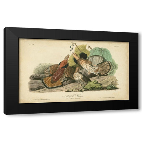 Audubon Ruffed Grouse Black Modern Wood Framed Art Print with Double Matting by Audubon, John James