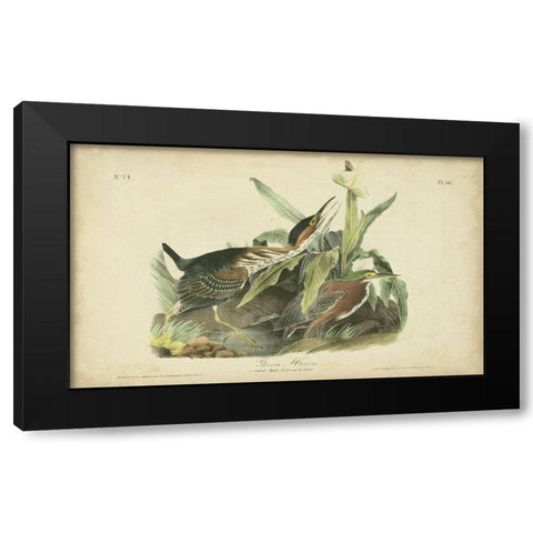 Audubon Green Heron Black Modern Wood Framed Art Print by Audubon, John James
