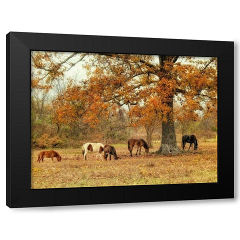 Calmly Grazing Black Modern Wood Framed Art Print by Head, Danny