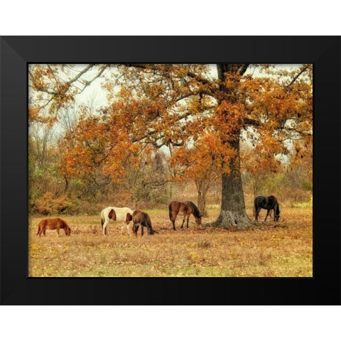 Calmly Grazing Black Modern Wood Framed Art Print by Head, Danny