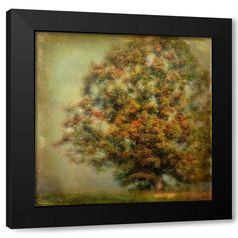 Autumns Dream Black Modern Wood Framed Art Print by Head, Danny