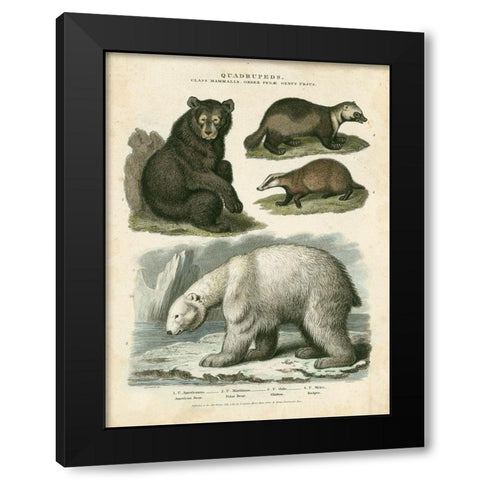 Brown Bear and Polar Bear Black Modern Wood Framed Art Print by Edwards, Sydenham