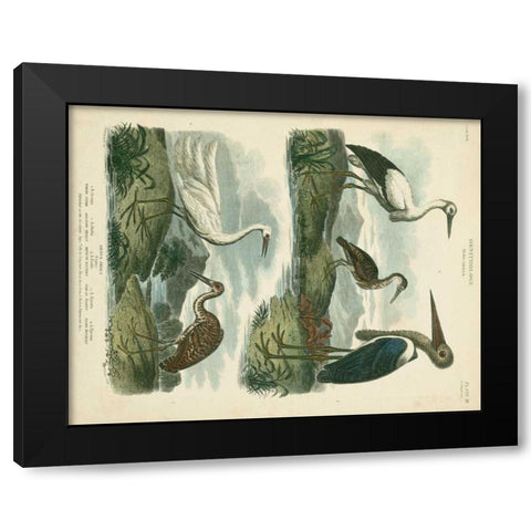 Heron and Crane Species I Black Modern Wood Framed Art Print by Edwards, Sydenham
