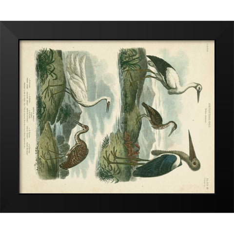 Heron and Crane Species I Black Modern Wood Framed Art Print by Edwards, Sydenham