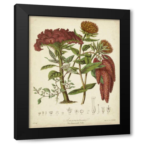 Twining Botanicals II Black Modern Wood Framed Art Print by Twining, Elizabeth