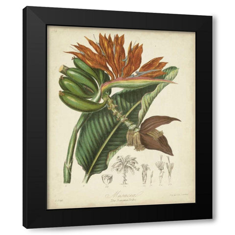 Twining Botanicals III Black Modern Wood Framed Art Print with Double Matting by Twining, Elizabeth