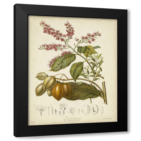 Twining Botanicals IV Black Modern Wood Framed Art Print with Double Matting by Twining, Elizabeth
