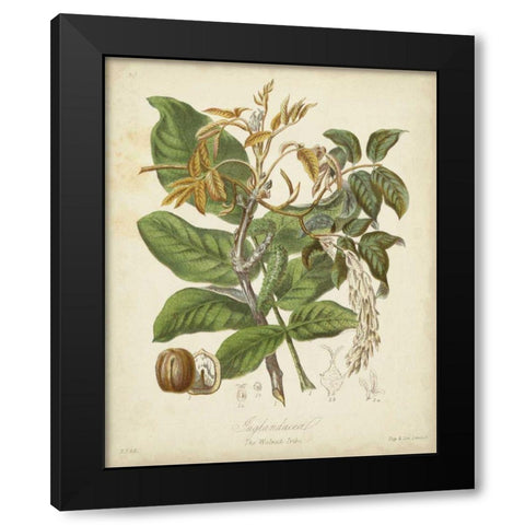 Twining Botanicals VI Black Modern Wood Framed Art Print with Double Matting by Twining, Elizabeth