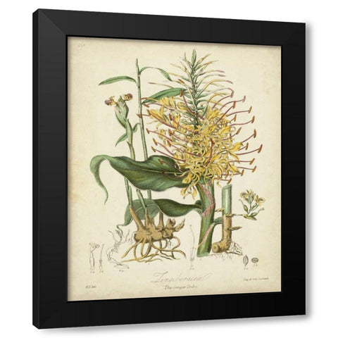 Twining Botanicals VII Black Modern Wood Framed Art Print by Twining, Elizabeth