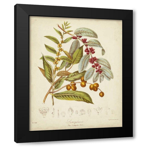 Twining Botanicals VIII Black Modern Wood Framed Art Print with Double Matting by Twining, Elizabeth
