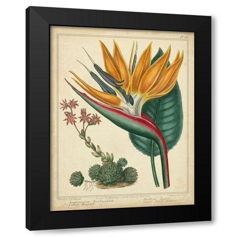Golden Bird of Paradise Black Modern Wood Framed Art Print by Edwards, Sydenham