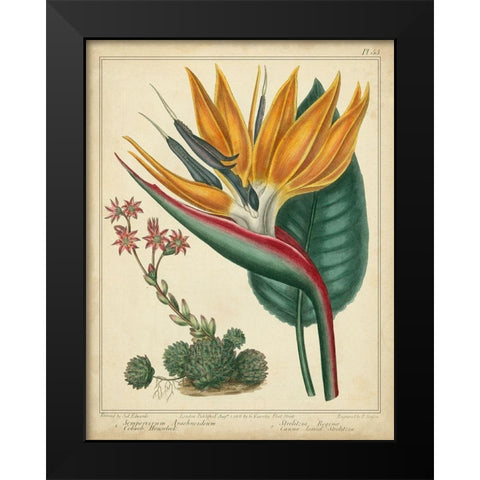 Golden Bird of Paradise Black Modern Wood Framed Art Print by Edwards, Sydenham