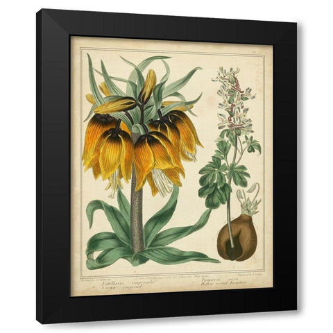 Golden Crown Imperial Black Modern Wood Framed Art Print by Edwards, Sydenham