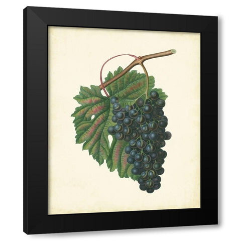 Plantation Grapes I Black Modern Wood Framed Art Print by Unknown