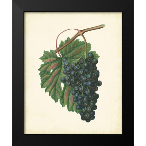 Plantation Grapes I Black Modern Wood Framed Art Print by Unknown