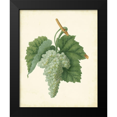 Plantation Grapes II Black Modern Wood Framed Art Print by Unknown