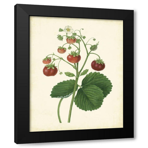 Plantation Strawberries I Black Modern Wood Framed Art Print by Unknown