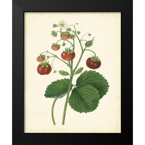 Plantation Strawberries I Black Modern Wood Framed Art Print by Unknown