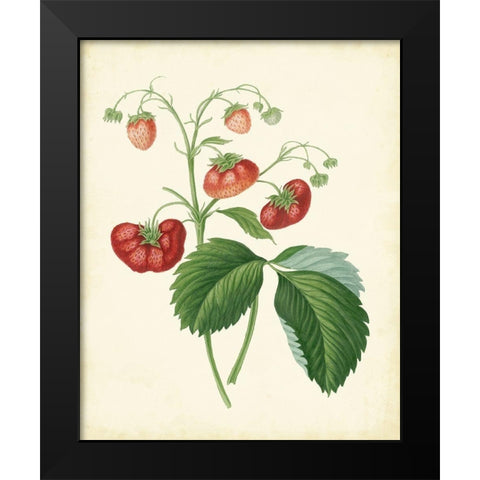 Plantation Strawberries II Black Modern Wood Framed Art Print by Unknown