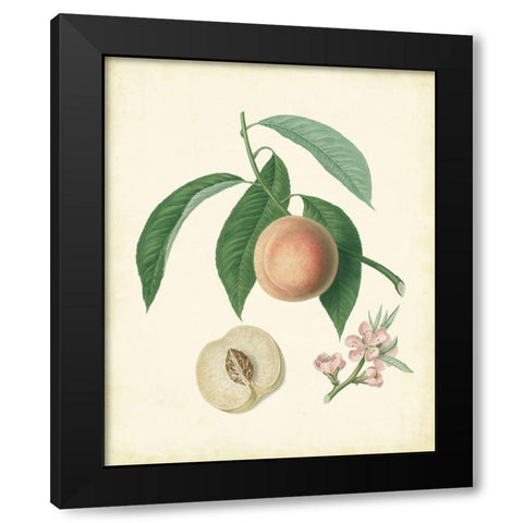 Plantation Peaches I Black Modern Wood Framed Art Print by Unknown