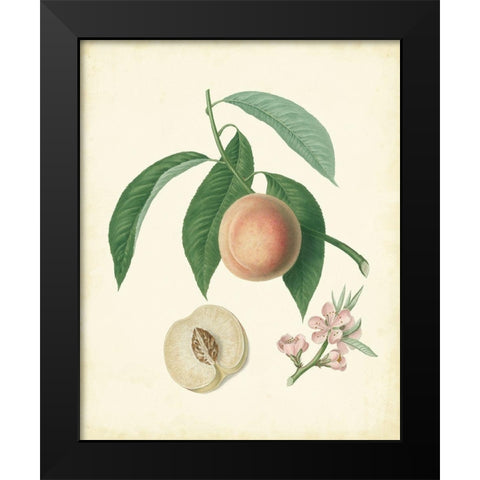 Plantation Peaches I Black Modern Wood Framed Art Print by Unknown