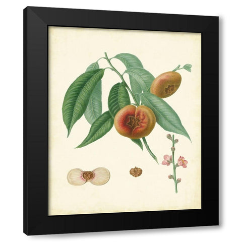 Plantation Peaches II Black Modern Wood Framed Art Print with Double Matting by Unknown