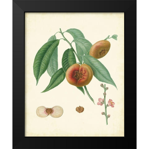Plantation Peaches II Black Modern Wood Framed Art Print by Unknown