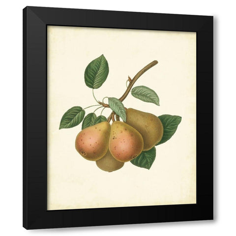 Plantation Pears I Black Modern Wood Framed Art Print with Double Matting by Unknown