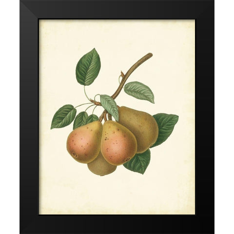 Plantation Pears I Black Modern Wood Framed Art Print by Unknown
