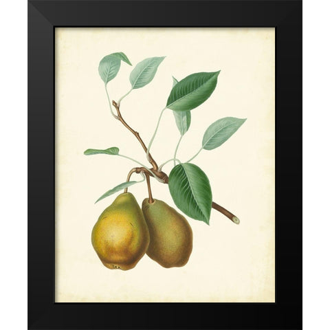 Plantation Pears II Black Modern Wood Framed Art Print by Unknown