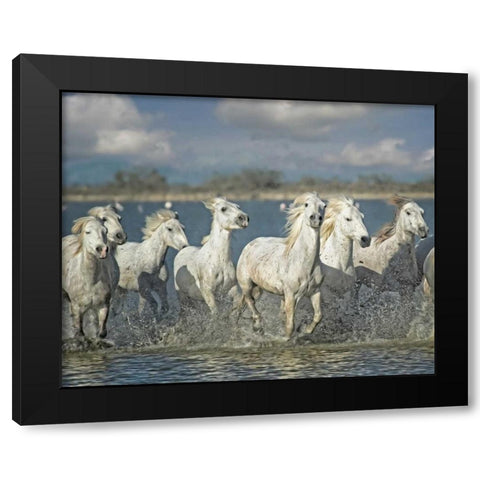 White Horses of the Camargue Black Modern Wood Framed Art Print with Double Matting by PHBurchett