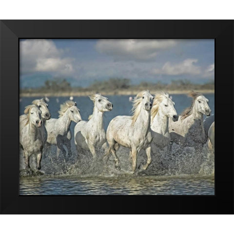 White Horses of the Camargue Black Modern Wood Framed Art Print by PHBurchett