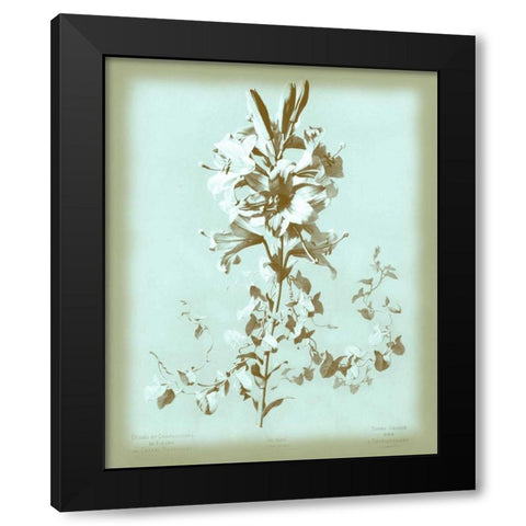 Dussurgey Lilium on Blue Black Modern Wood Framed Art Print with Double Matting by Dussurgey, Chabal