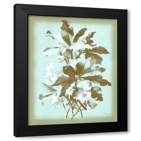 Dussurgey Ellebore on Blue Black Modern Wood Framed Art Print by Dussurgey, Chabal