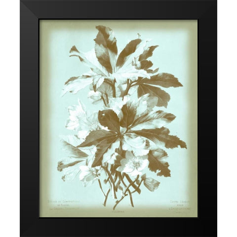 Dussurgey Ellebore on Blue Black Modern Wood Framed Art Print by Dussurgey, Chabal