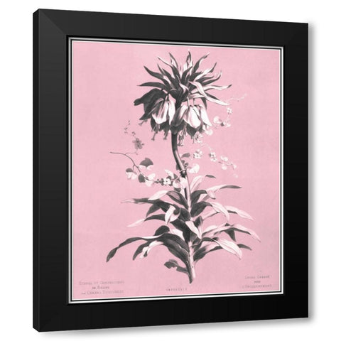 Dussurgey Imperiale on Pink Black Modern Wood Framed Art Print by Dussurgey, Chabal