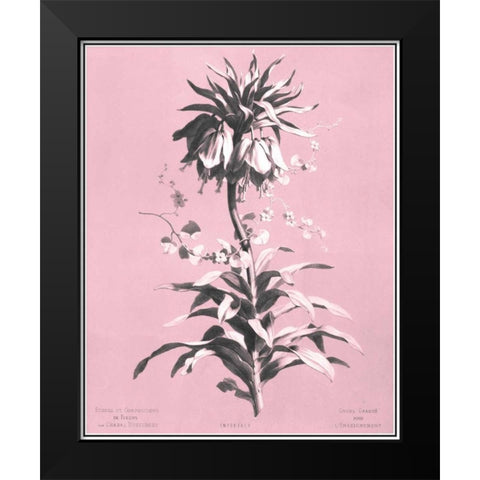 Dussurgey Imperiale on Pink Black Modern Wood Framed Art Print by Dussurgey, Chabal